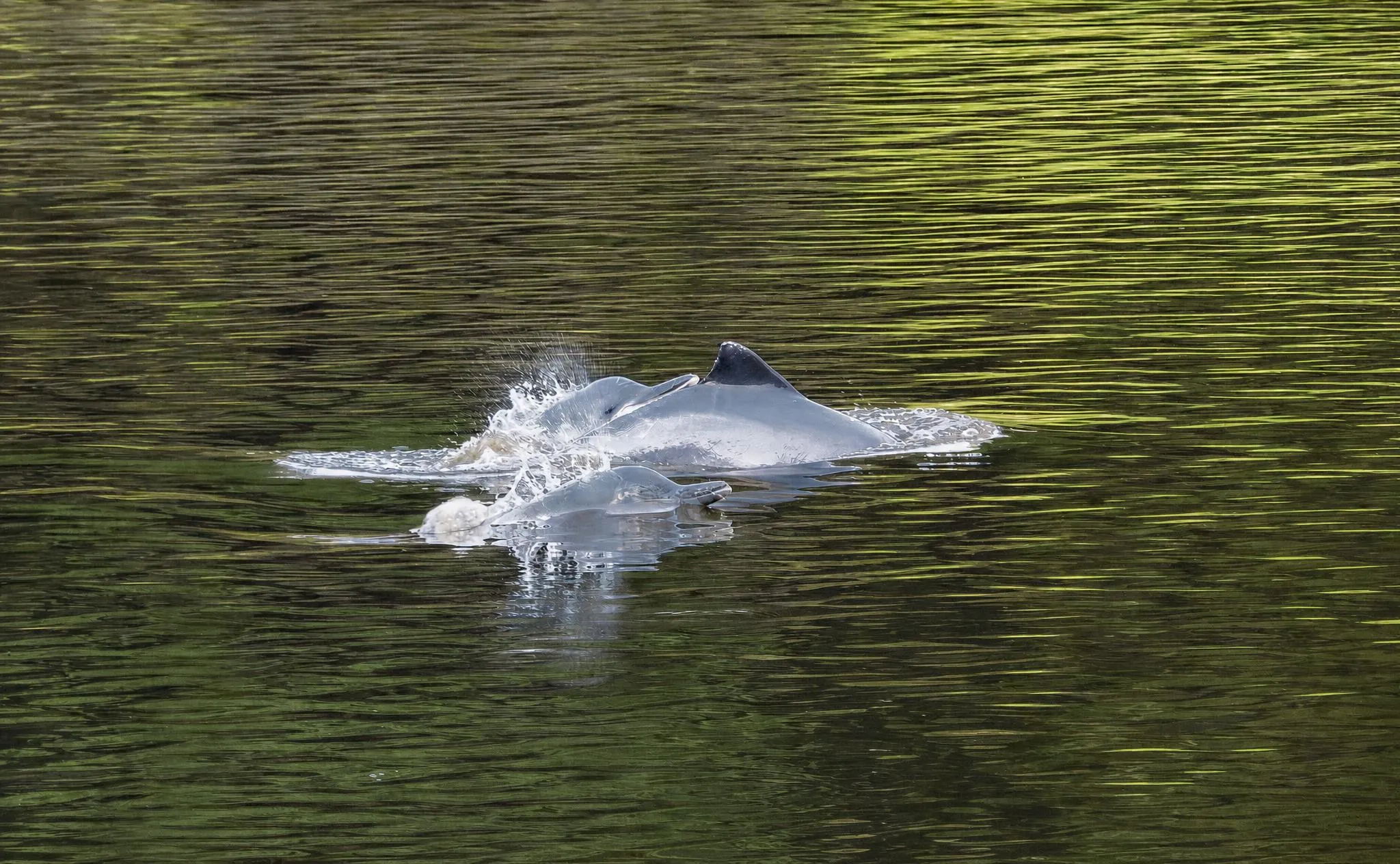 Two tucuxi dolphins surfacing together on a river, throwing up spray, the water reflecting the green of the forest